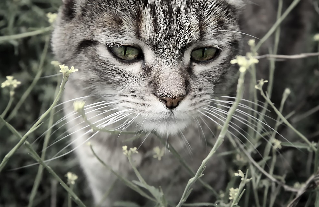 世界上特別兇猛的貓科動物2025最新排名前十名榜單出爐